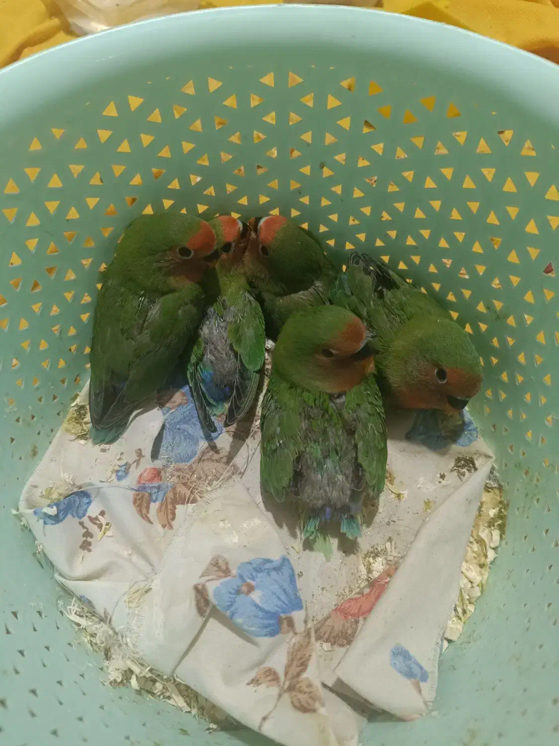 طوطی برزیلی شیطون و زیبا|پرنده|فردیس, داوری|دیوار