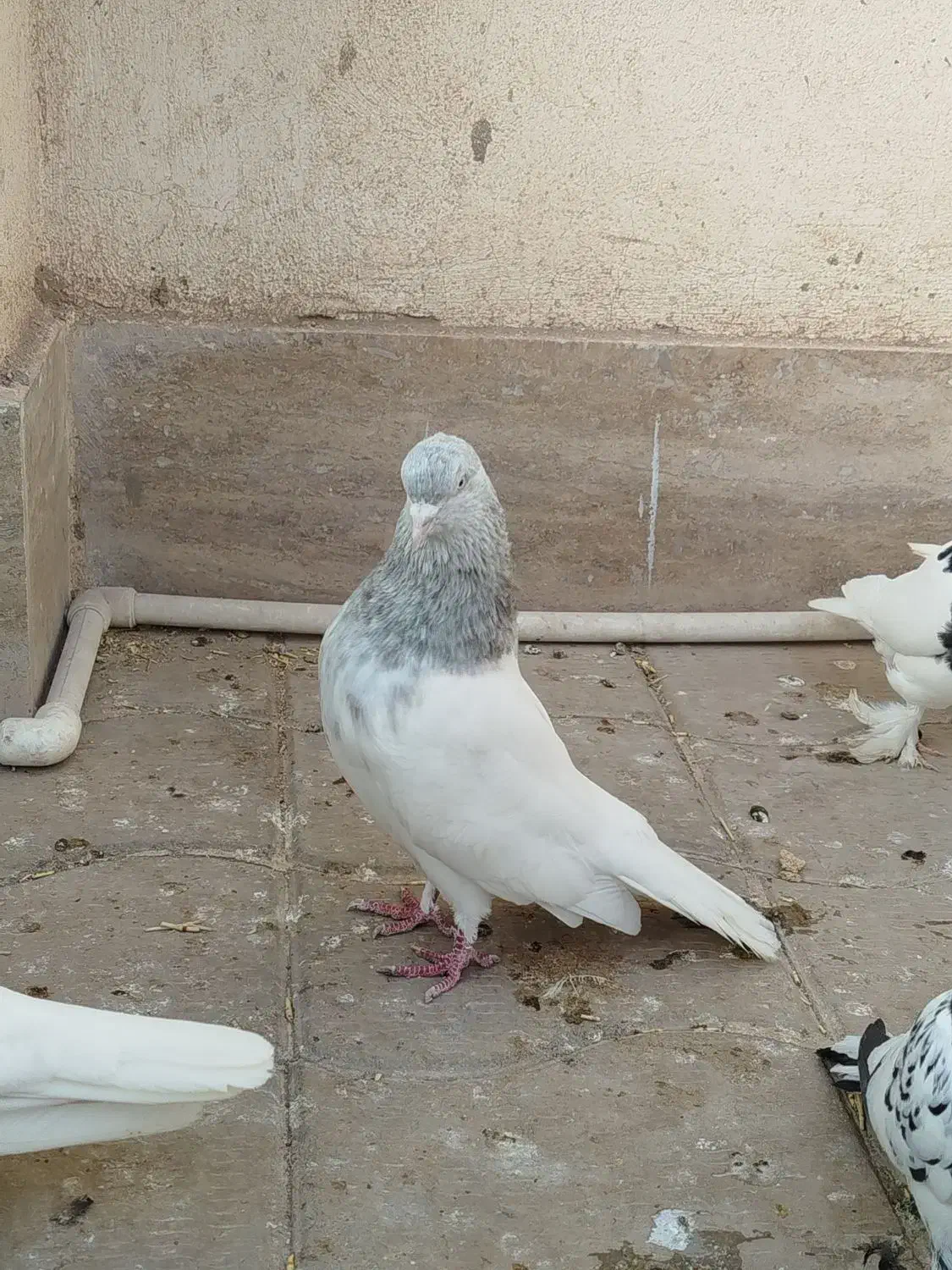 کله ابر|پرنده|بم, |دیوار