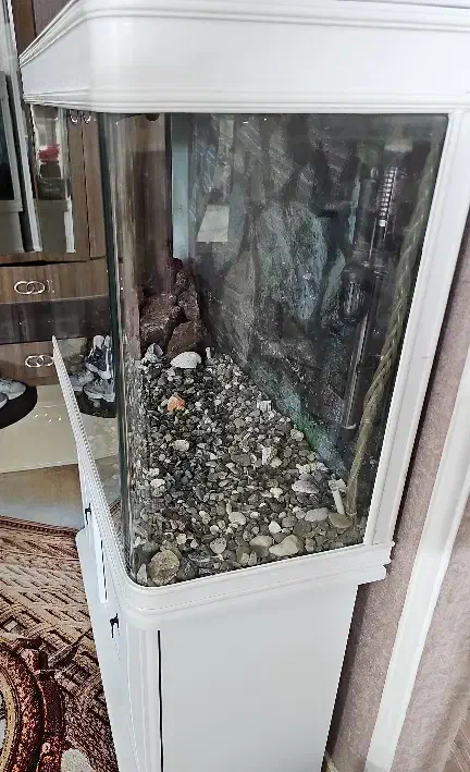 اکواریوم تمیز و سالم با تمامی امکانات درجه یک|ماهی|قم, پردیسان|دیوار