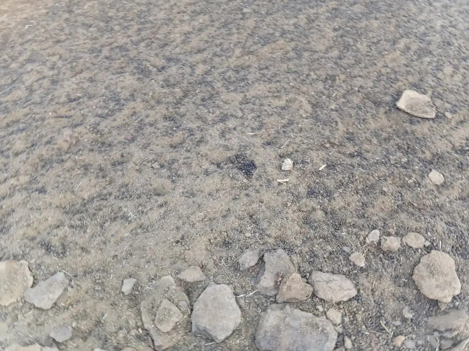 کودگوسفندی|خدمات باغبانی و درختکاری|اشتهارد, |دیوار