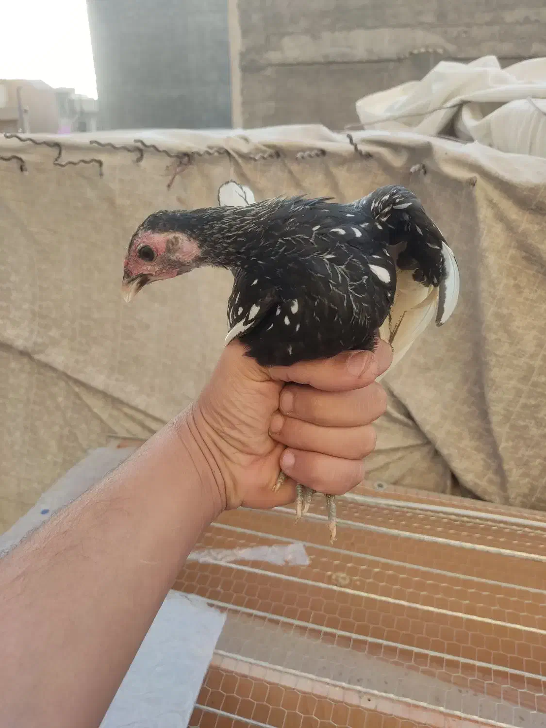 خروس سیبرایت رنگ سیلوروبلدرچین بالغ تخم گذارگوشتی|حیوانات مزرعه|تهران, امام زاده حسن|دیوار