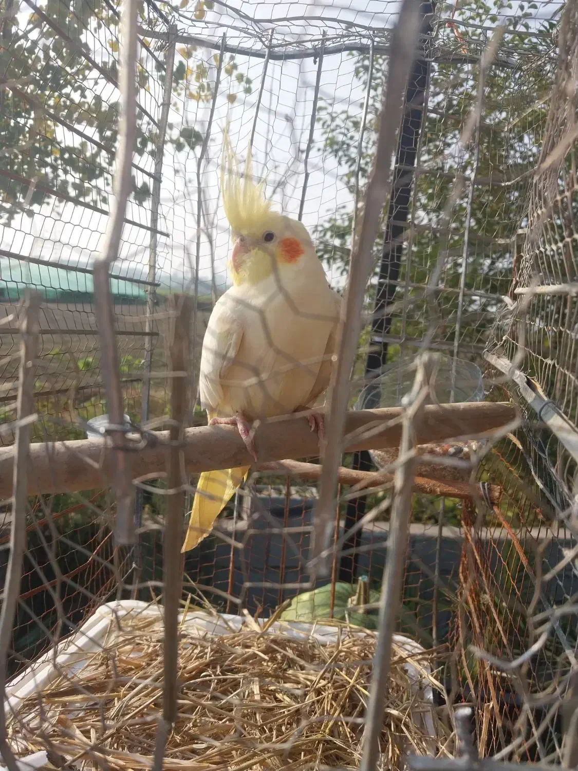 عروس هلندی نر بالغ|پرنده|آمل, |دیوار