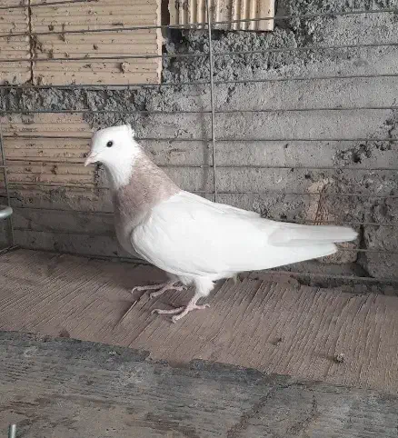 ماده طوقی|پرنده|خمینی‌شهر, |دیوار