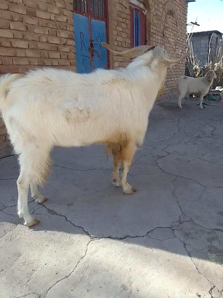 نری سانن|حیوانات مزرعه|درب بهشت, |دیوار