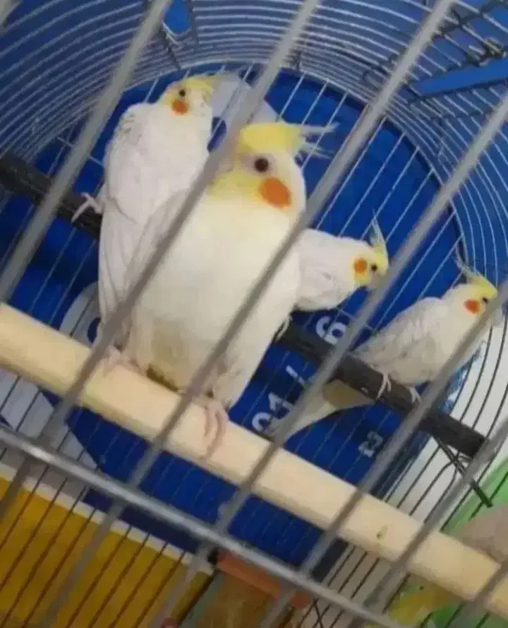 عروس هلندی|پرنده|قم, شاه سید علی|دیوار