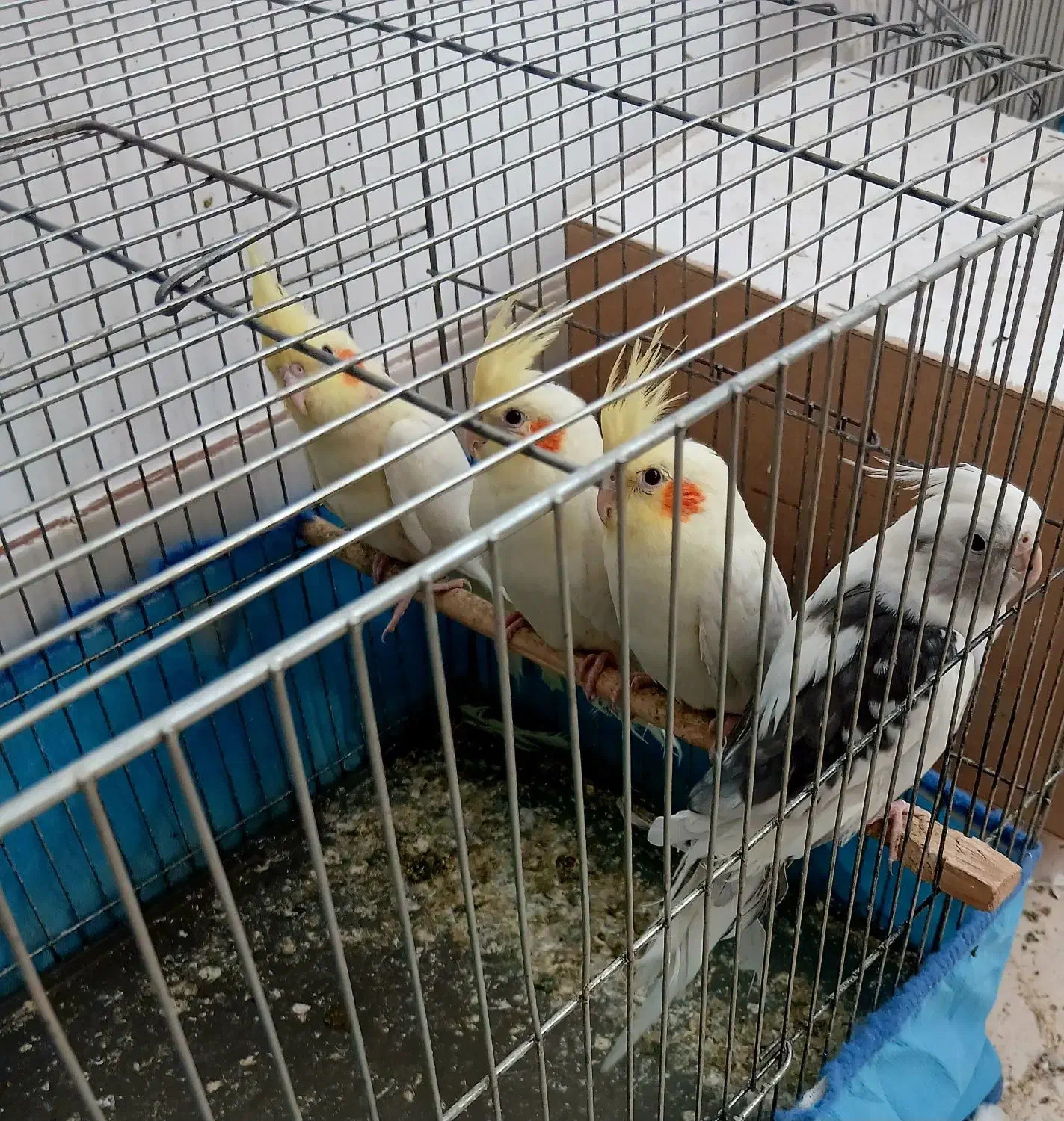 ۳ عدد عروس هلندی|پرنده|قم, کلهری|دیوار