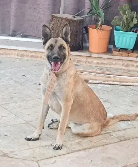 سگ مالینویز ماده|سگ|پیر بکران, |دیوار