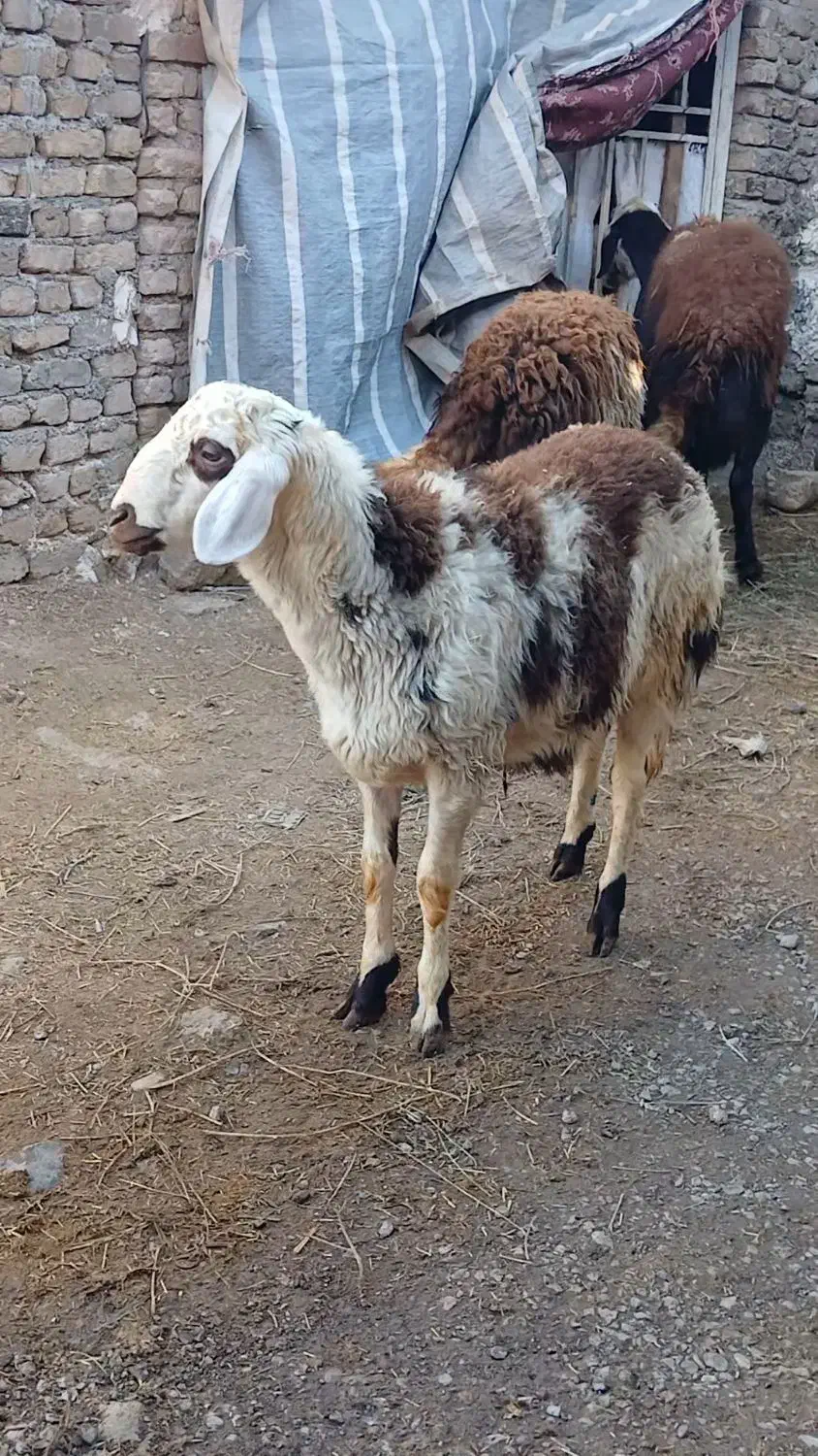 بره|حیوانات مزرعه|فیروزآباد (لرستان), |دیوار