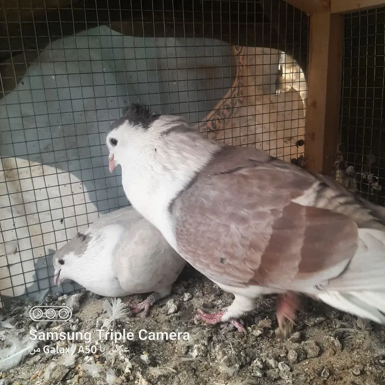 دو جفت سینه ای یک جفت پلاس|پرنده|قنوات, |دیوار