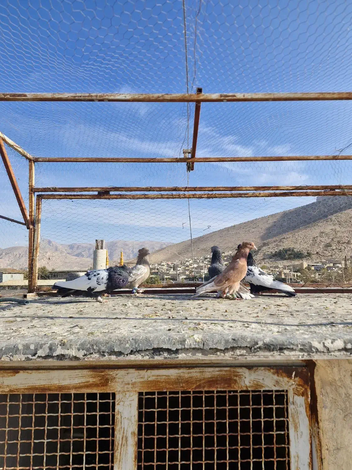 کبوتر|پرنده|سیدان, |دیوار