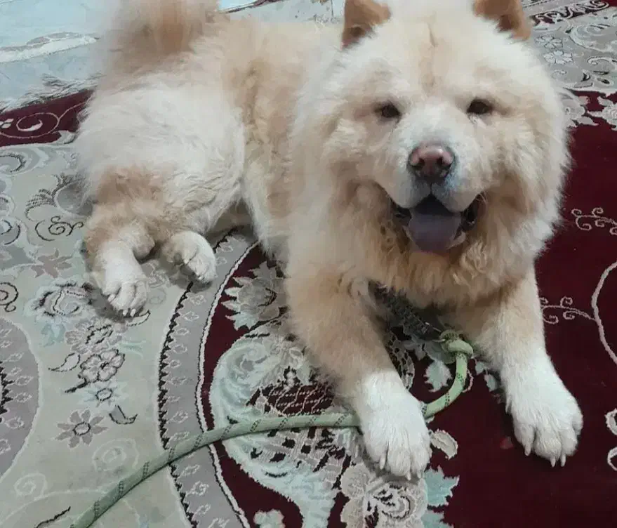 سگ چاو چاو|سگ|داراب, |دیوار