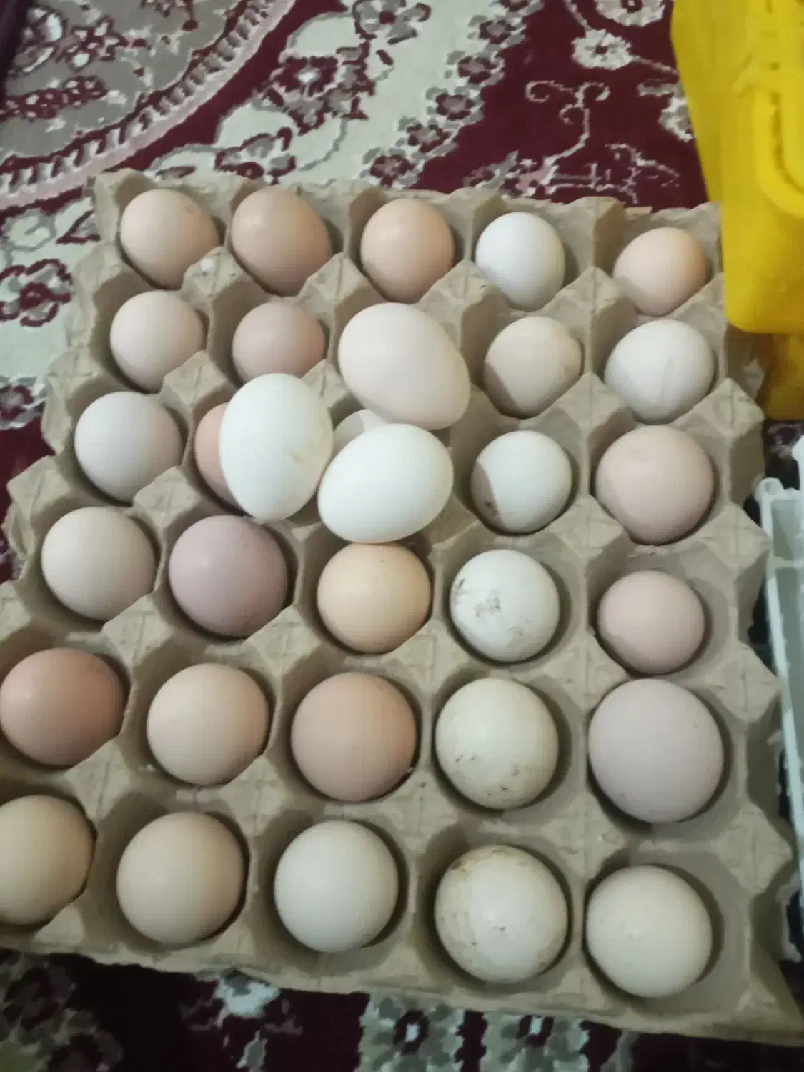 تخم مرغ|خوردنی و آشامیدنی|مهران (ایلام), |دیوار