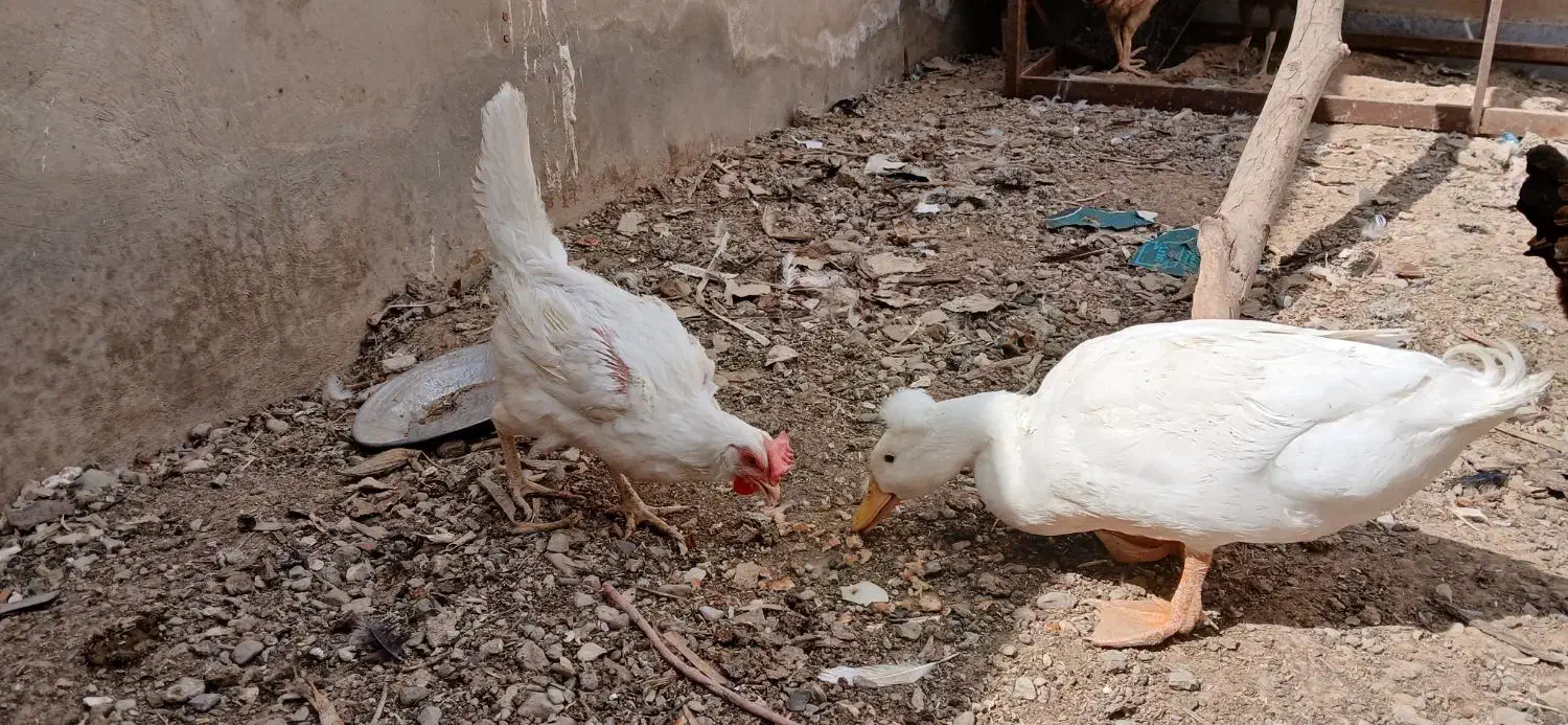 مرغ و جوجه محلی|حیوانات مزرعه|مهرستان, |دیوار