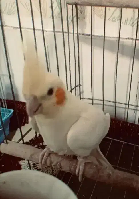 عروس هلندی رو جوجه|پرنده|سبزوار, فرهنگیان|دیوار