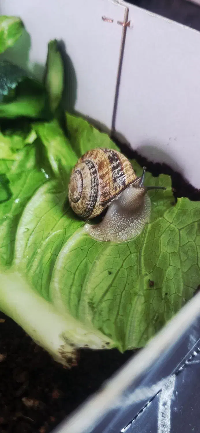 حلزون|خزنده|قم, پردیسان|دیوار