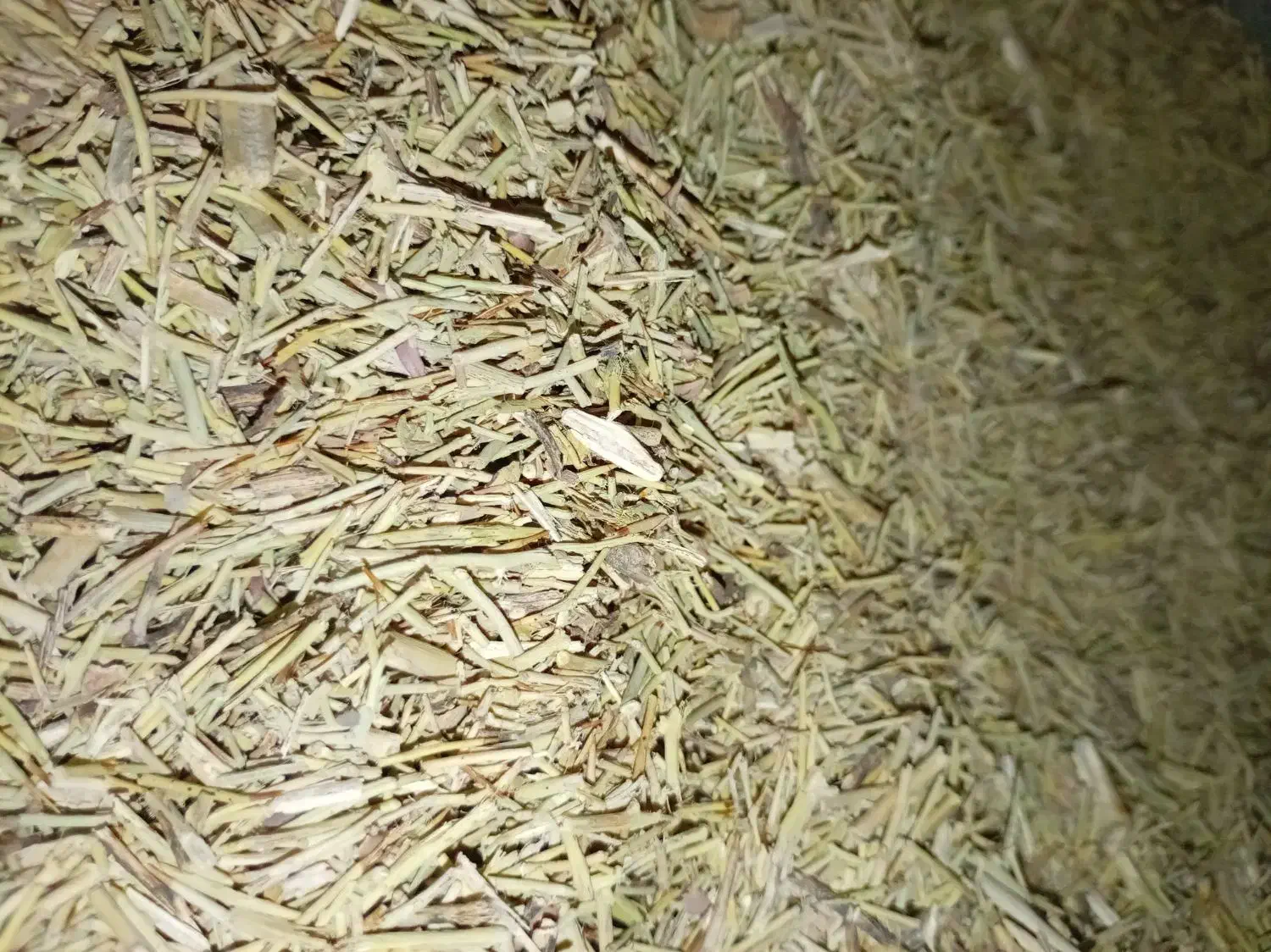 خار نرم|عمده‌فروشی|رضویه, |دیوار