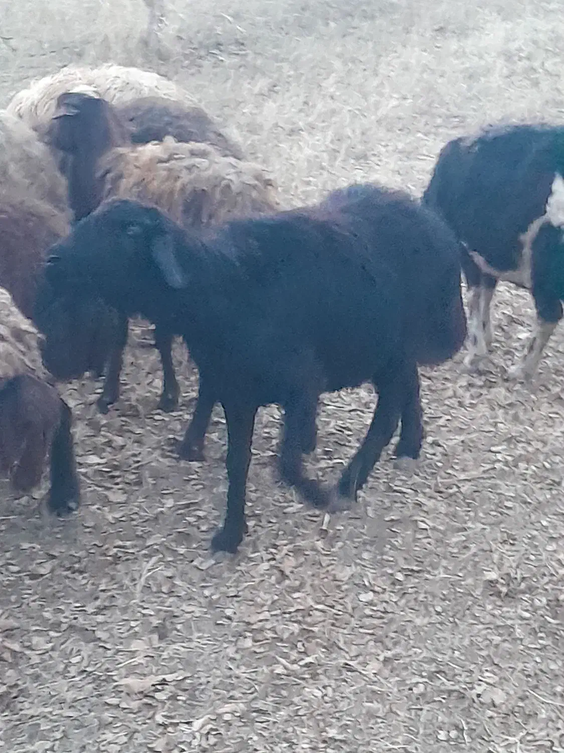 قوچ|حیوانات مزرعه|ارومیه, |دیوار