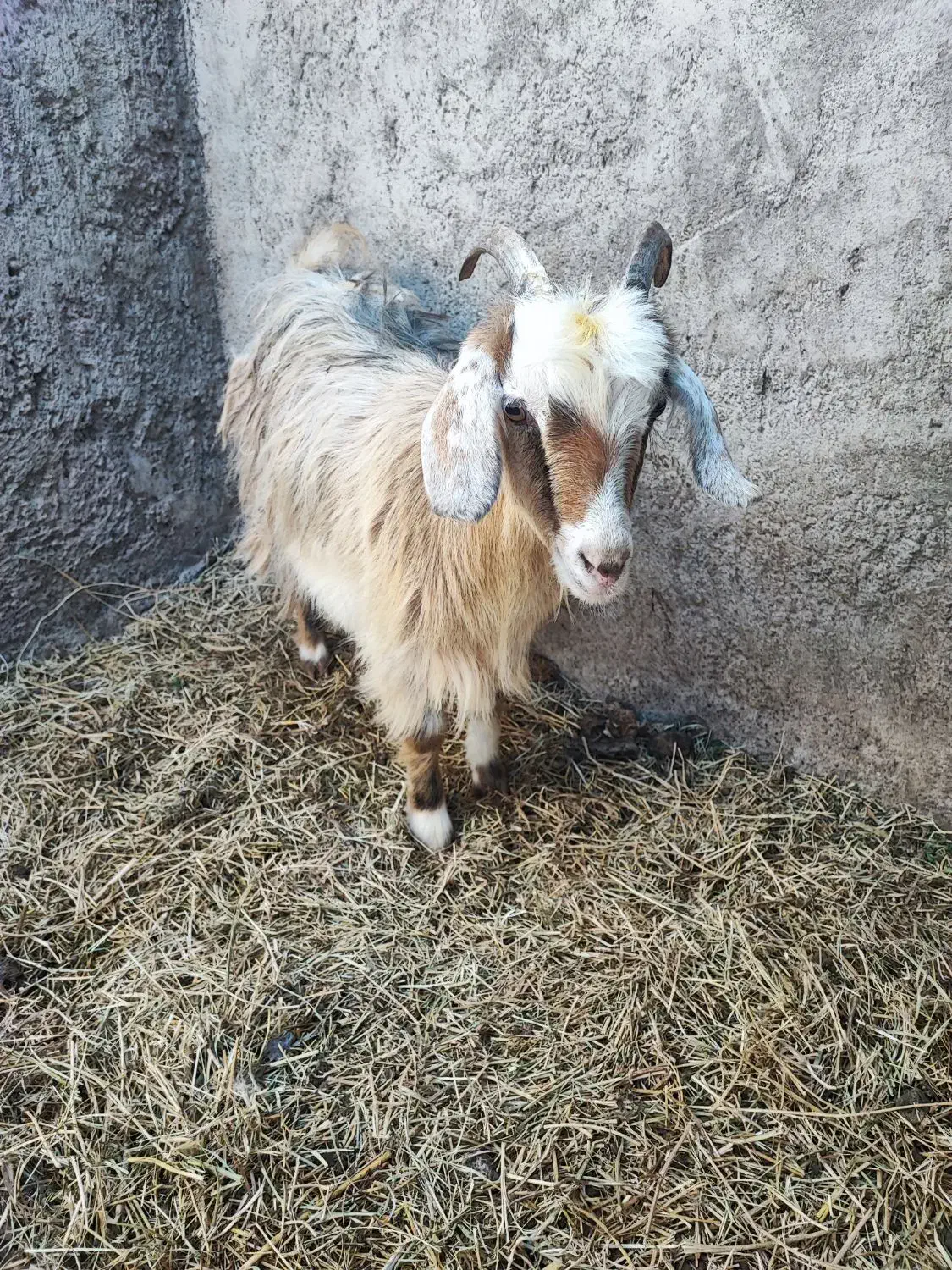 بز غاله جوان چاق|حیوانات مزرعه|ایواوغلی, |دیوار