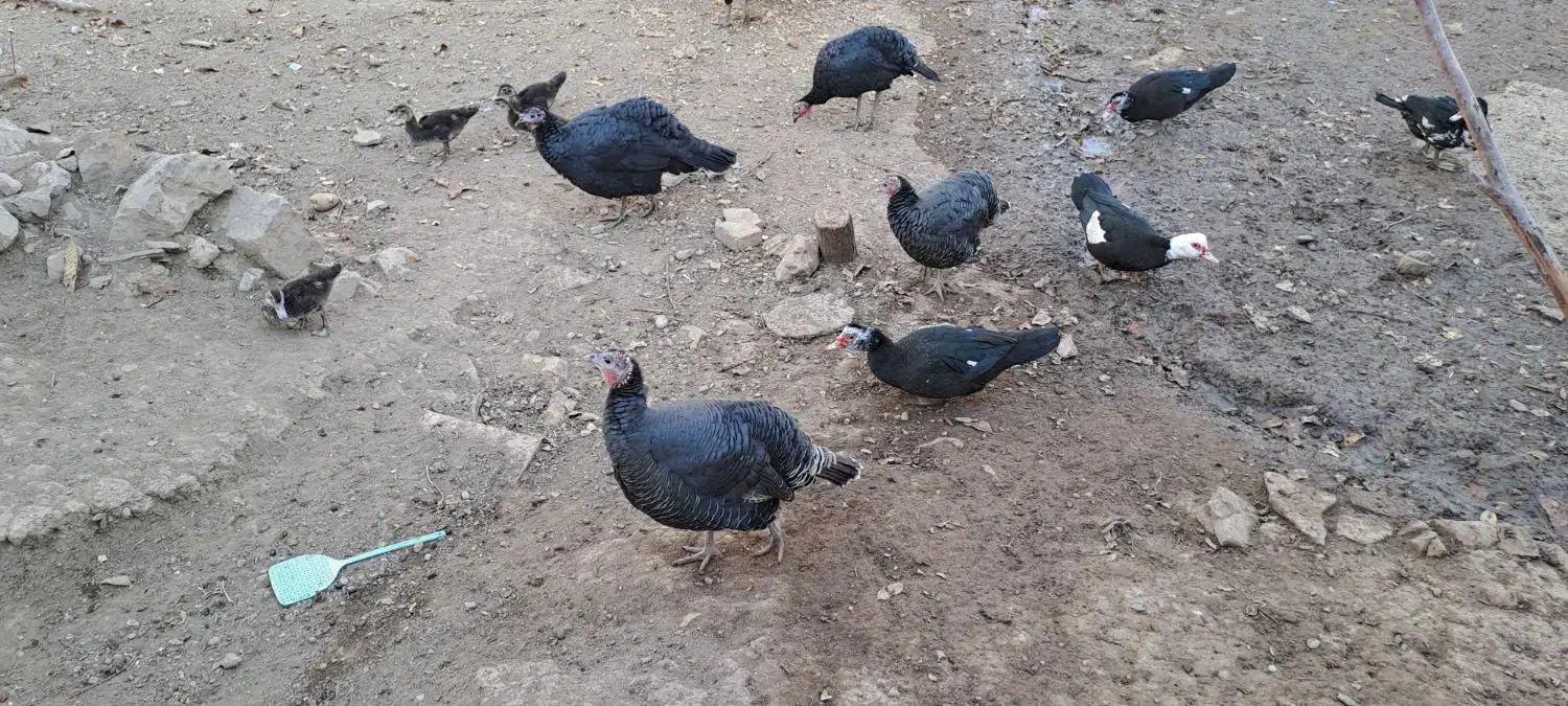 اردک و بوقلمون|حیوانات مزرعه|شهمیرزاد, |دیوار