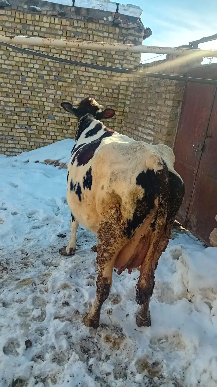 ماده گاو شیری|حیوانات مزرعه|قیدار, |دیوار