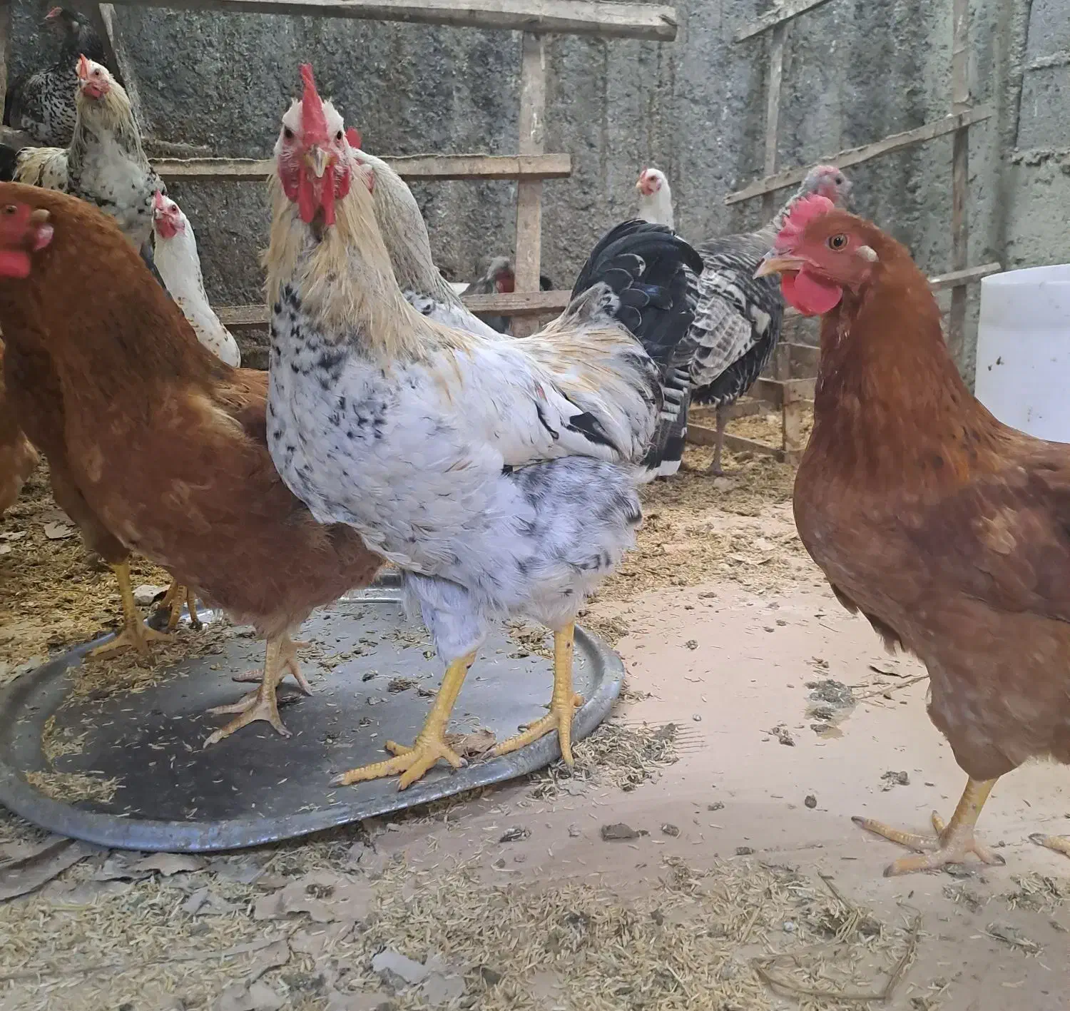 ۵ عدد خروس برای فروش موجوده|حیوانات مزرعه|کلاچای, |دیوار