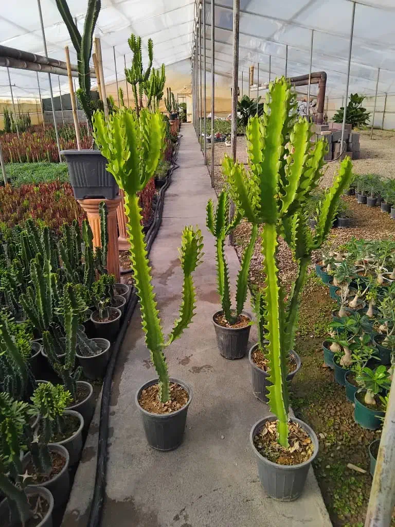 گل افروبیا اره فقط 300|گل و گیاه طبیعی|اصفهان, سرچشمه|دیوار