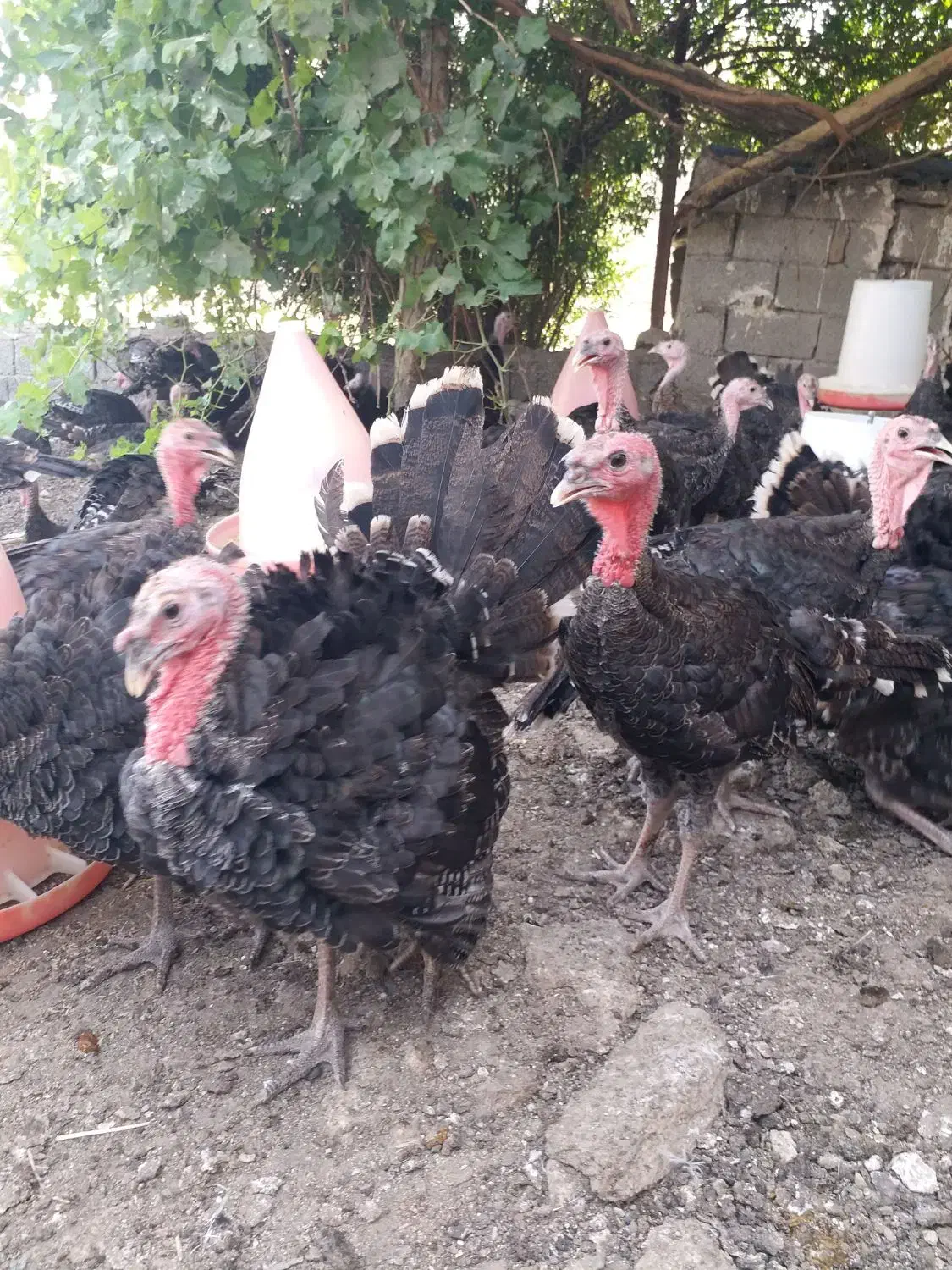 جوجه بوقلمون دوماهه|حیوانات مزرعه|پارسآباد, |دیوار