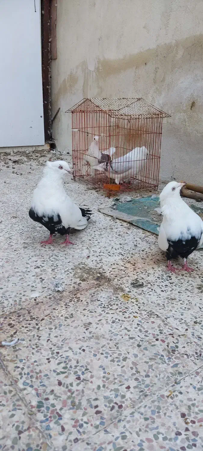 یک جفت دم سیاه درجه یک کشیده|پرنده|جم, |دیوار