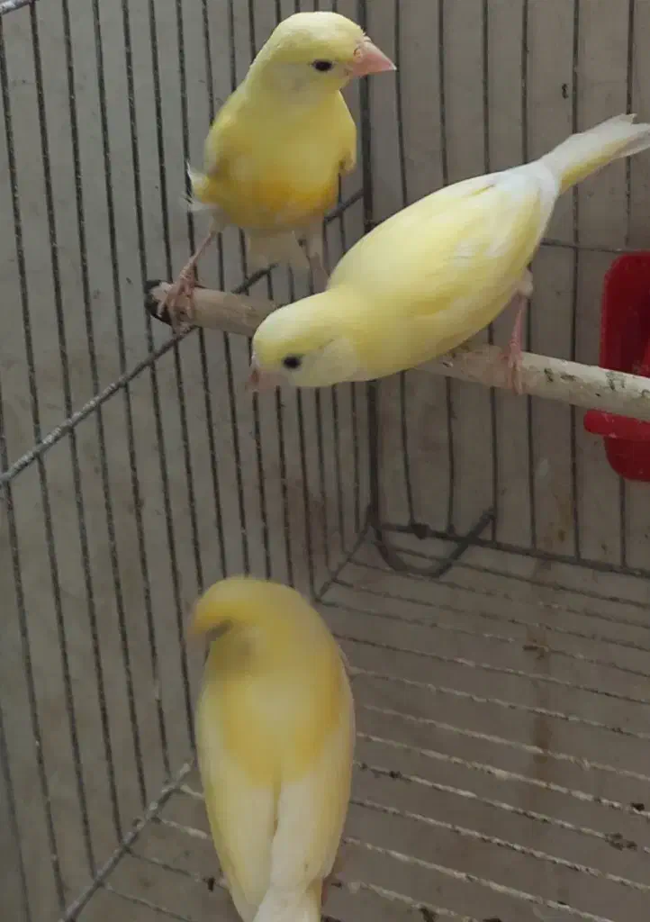 ۳۰ عدد جوجه قناری|پرنده|تهران, ترمینال غرب|دیوار
