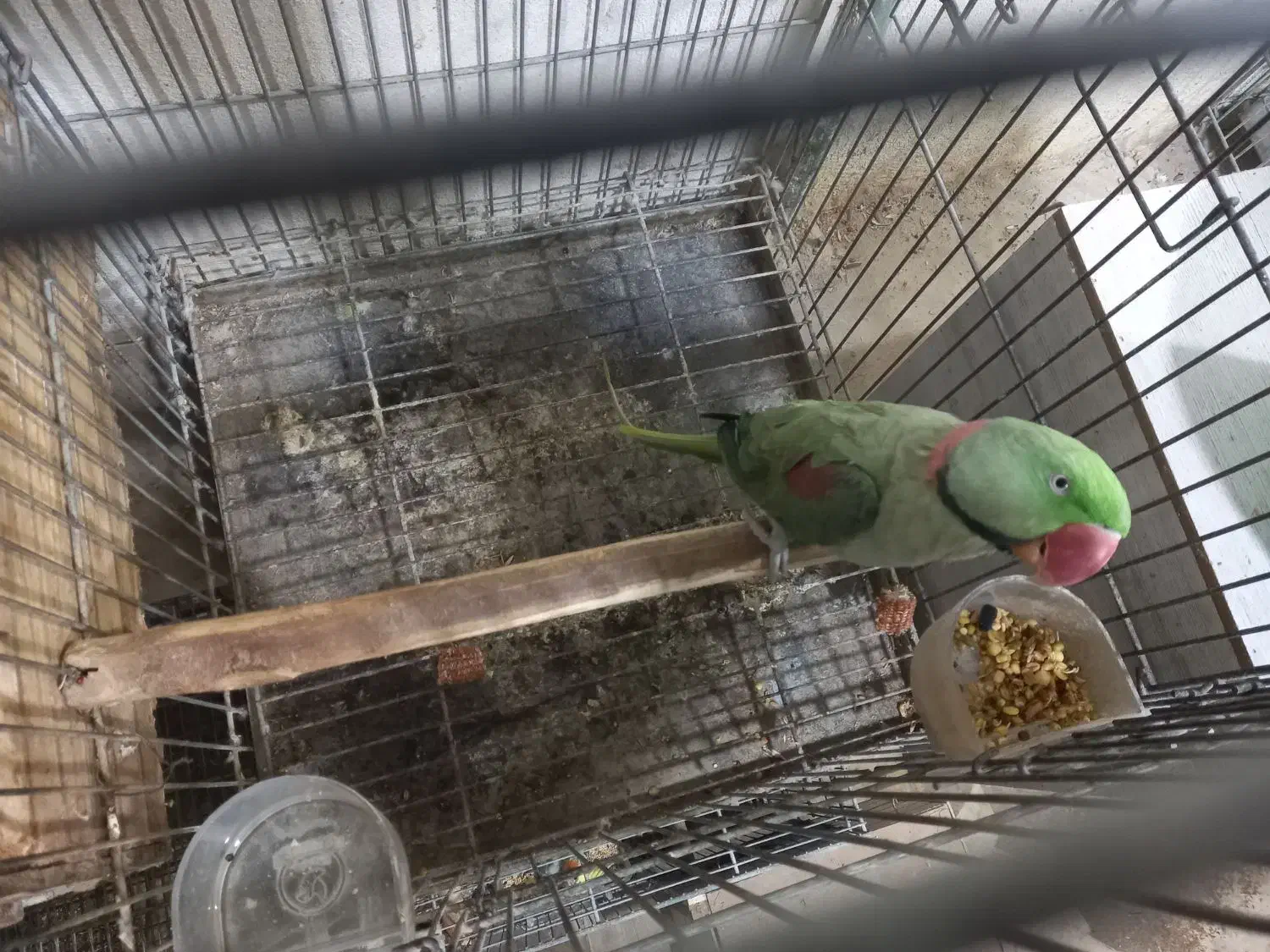 شاه طوطی مولد روی تخم|پرنده|هشتگرد, مدرس|دیوار