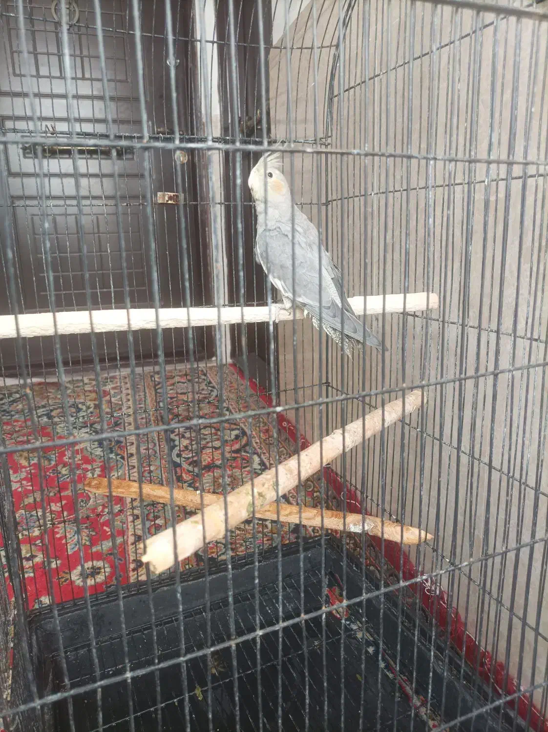 عروس هلندی با قفس بزرگ|پرنده|شریفآباد, |دیوار