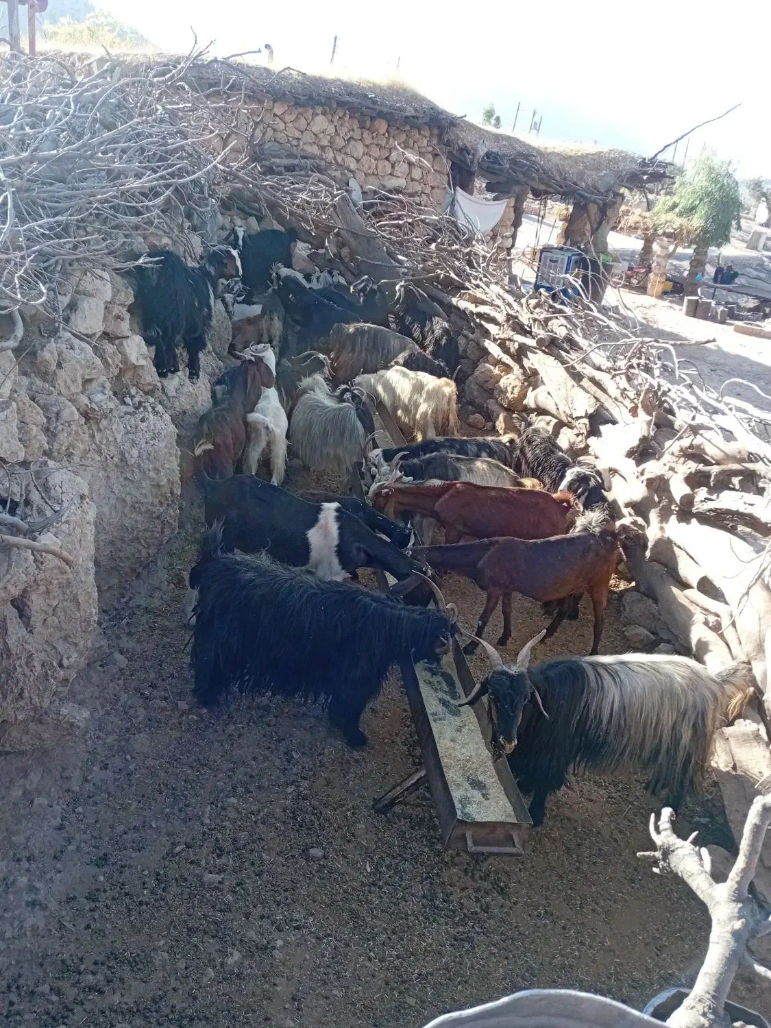 ۴۰راس بز|حیوانات مزرعه|ایذه, |دیوار