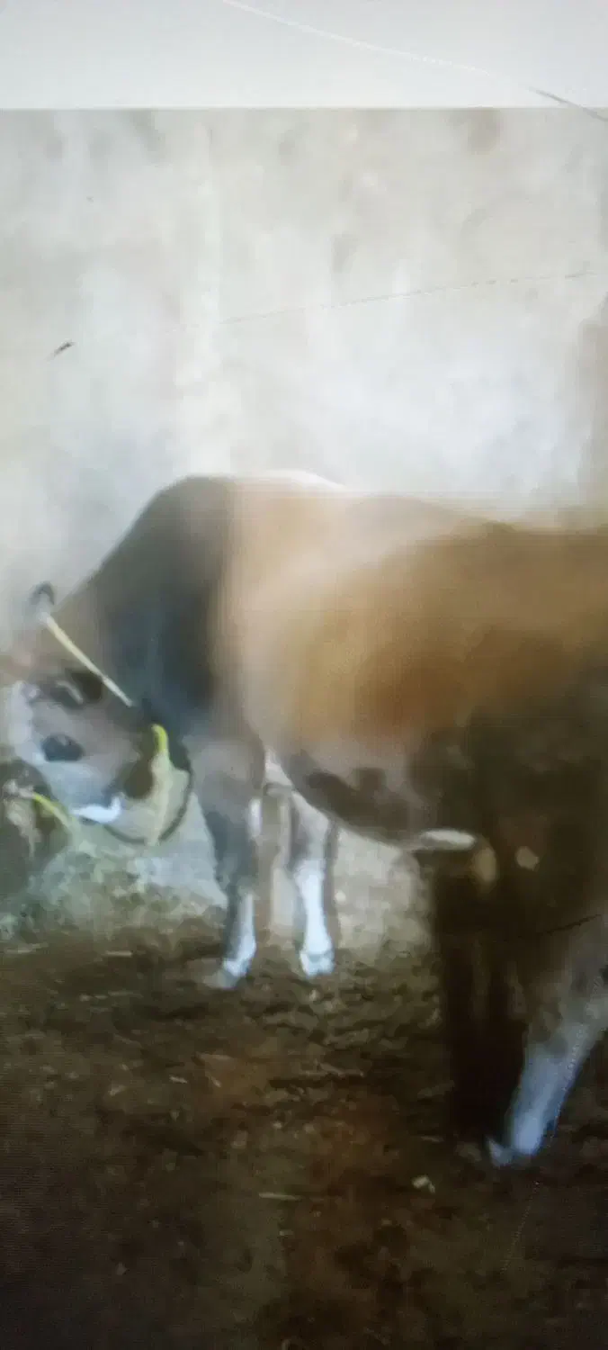 انواع گاو و گوساله گوشتی و داشتی|حیوانات مزرعه|تبریز, |دیوار