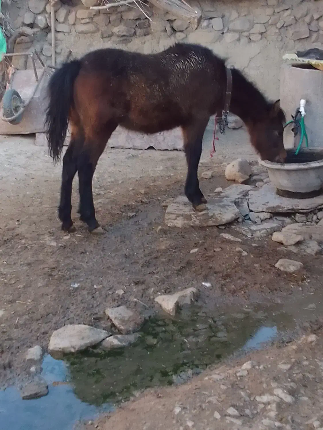 اسب|اسب و تجهیزات اسب‌سواری|قوچان, |دیوار