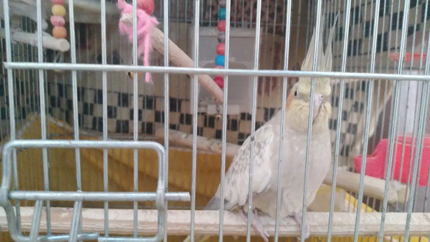 فروش عروس هلندی|پرنده|فولادشهر, مسکن مهر فولادشهر|دیوار