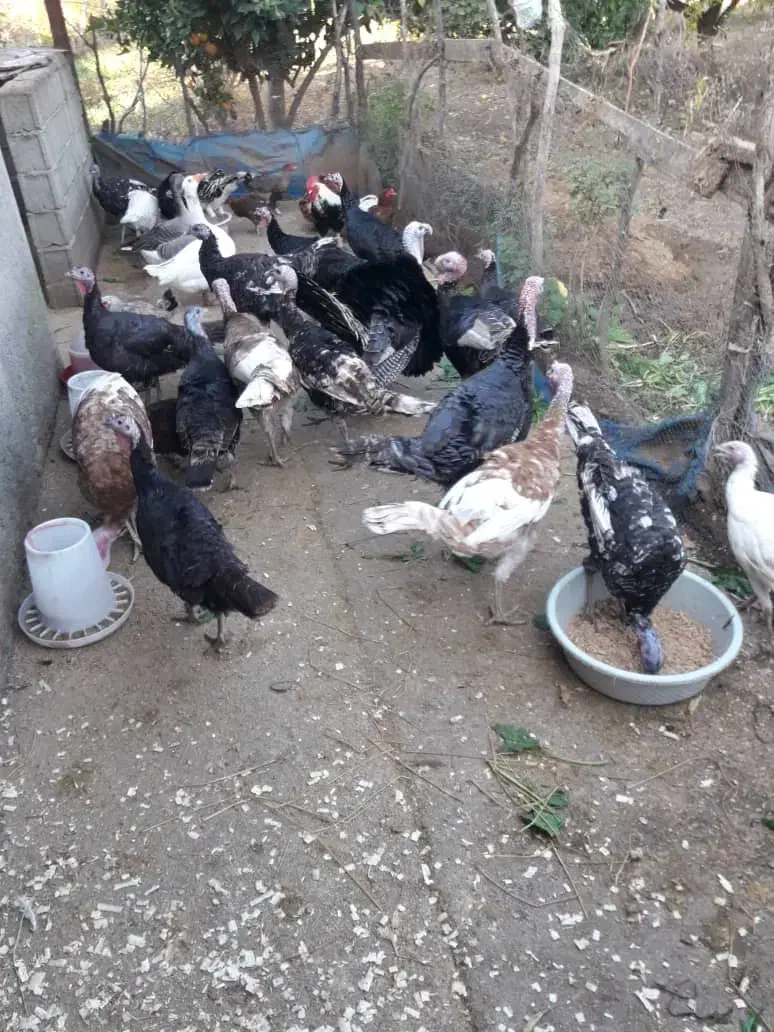 بوقلمون یکساله|حیوانات مزرعه|نکا, |دیوار