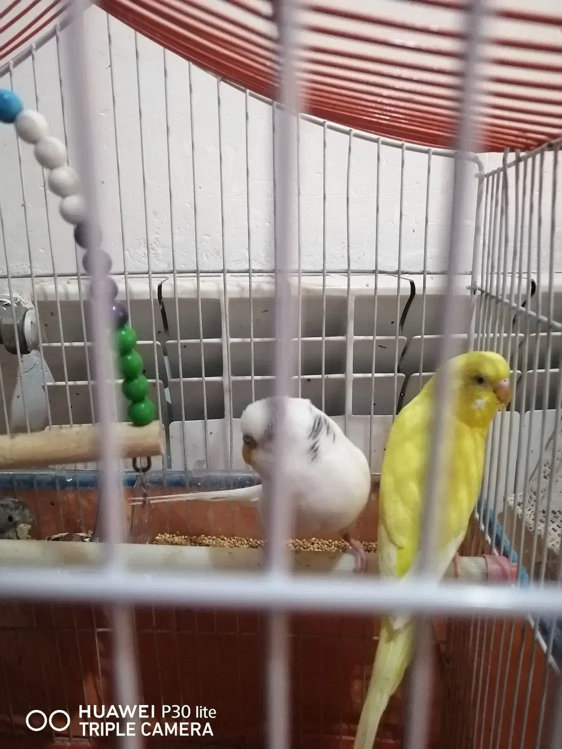 مرغ عشق|پرنده|بهبهان, |دیوار