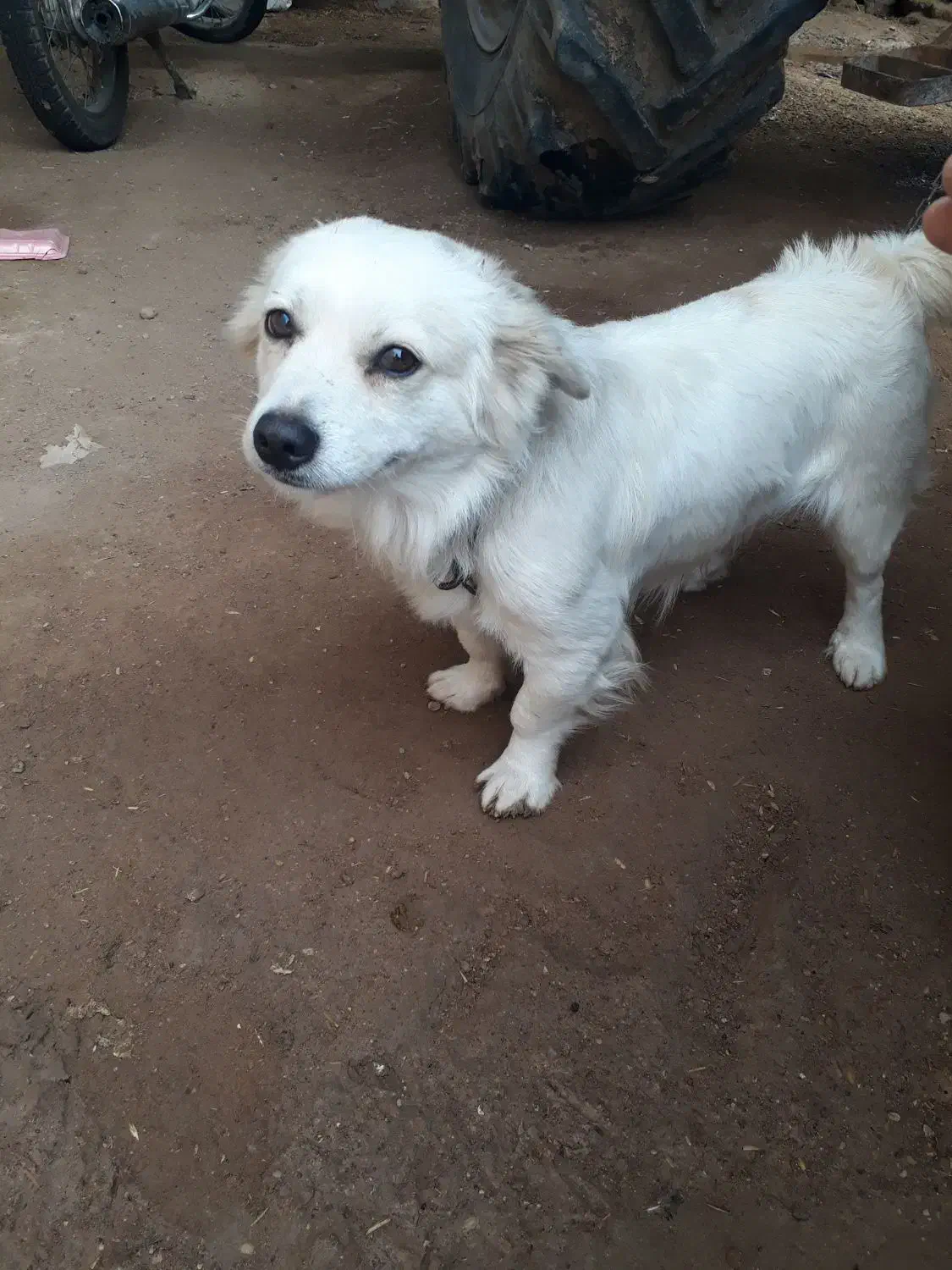 سگ اشپیتز|سگ|سوسنگرد, |دیوار