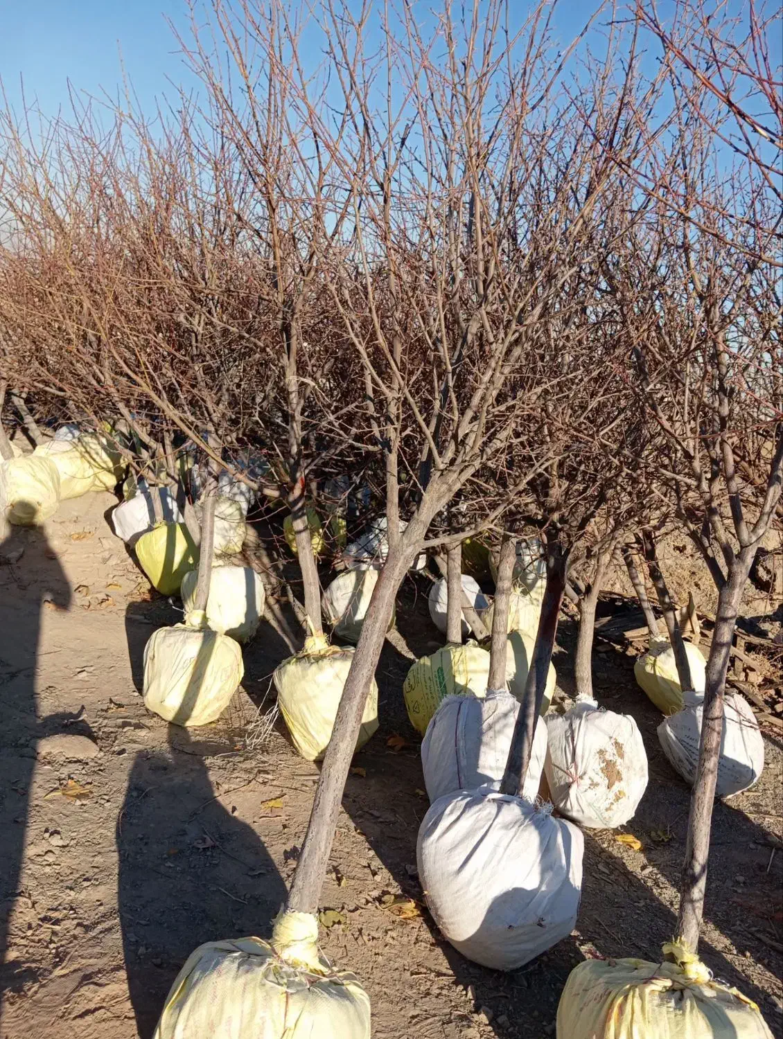 درخت هلو|خدمات باغبانی و درختکاری|شاندیز, |دیوار