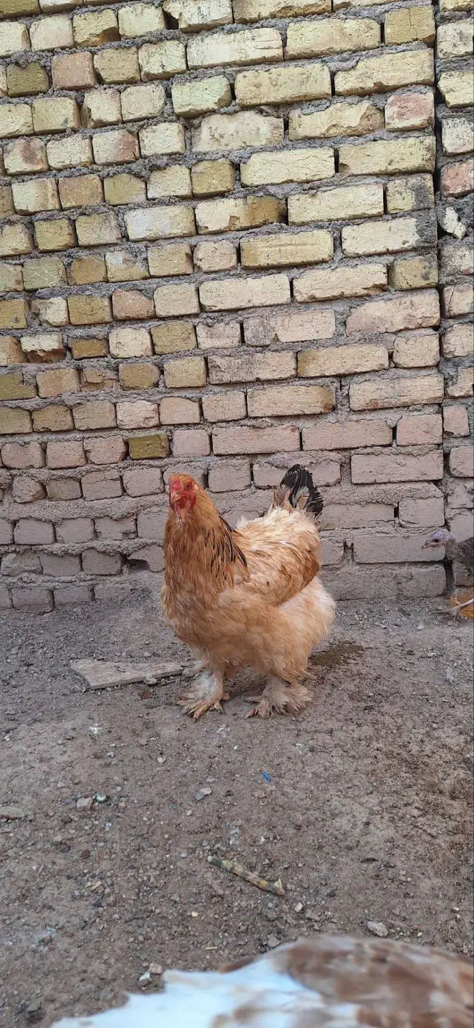 فروش مرغ و خروس محلی|حیوانات مزرعه|شال, |دیوار