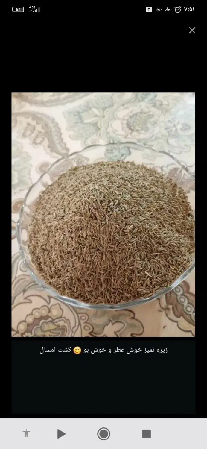 زیره سبز تازه و بسیار معطر و پربرکت|خوردنی و آشامیدنی|شیراز, پارک آزادی|دیوار