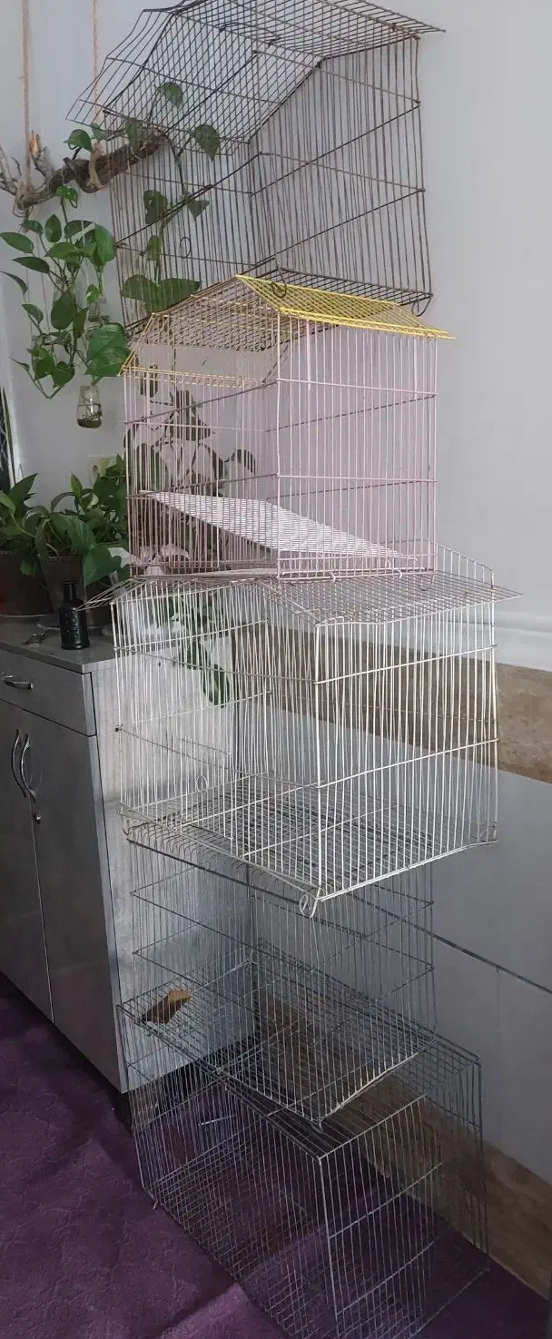 قفس پرنده|لوازم جانبی حیوانات|گراش, |دیوار