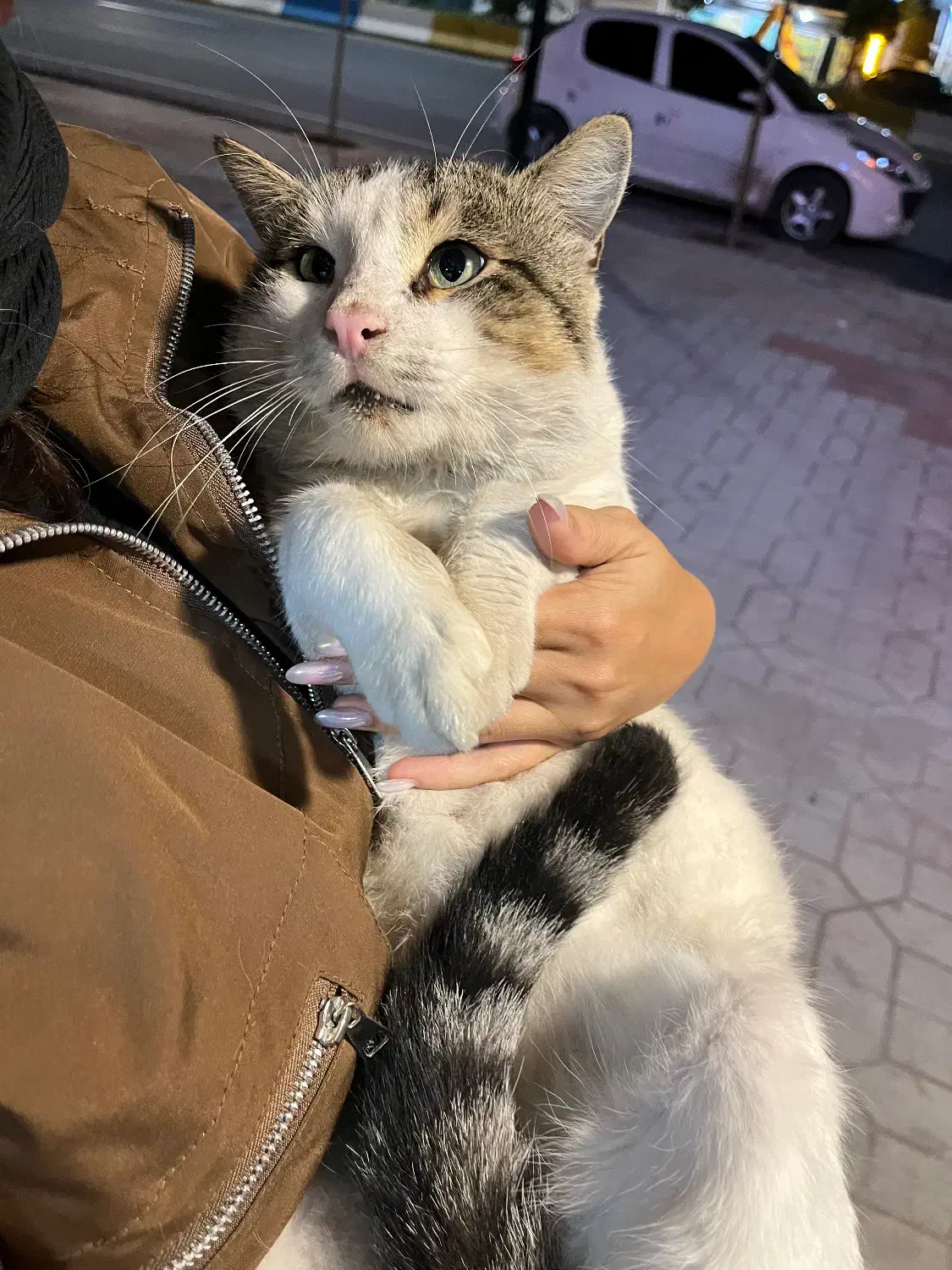 واگذاری گربه|گربه|سرخرود, |دیوار