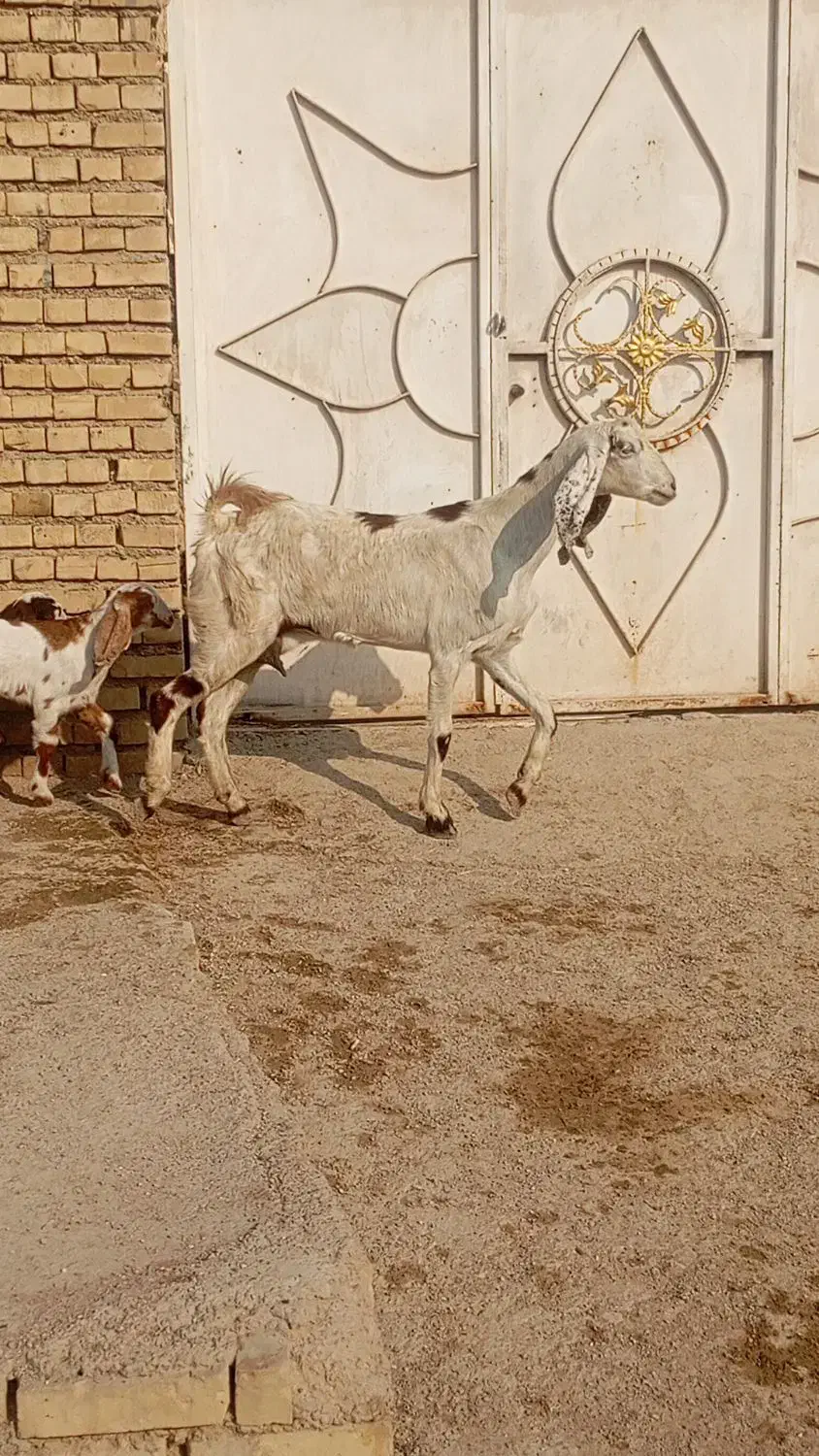 بز ماده دوقلو زا و یک قلو اولین شکم و‌دوتا ابستن|حیوانات مزرعه|اهواز, گلدشت|دیوار