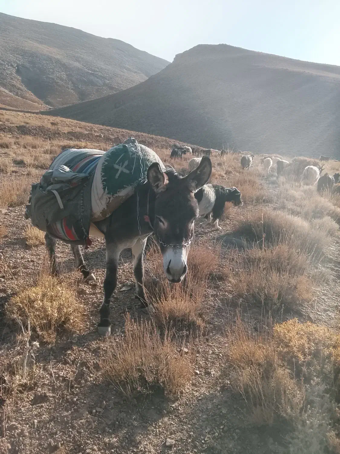 حیوانات مزرعه|حیوانات مزرعه|میمه, |دیوار