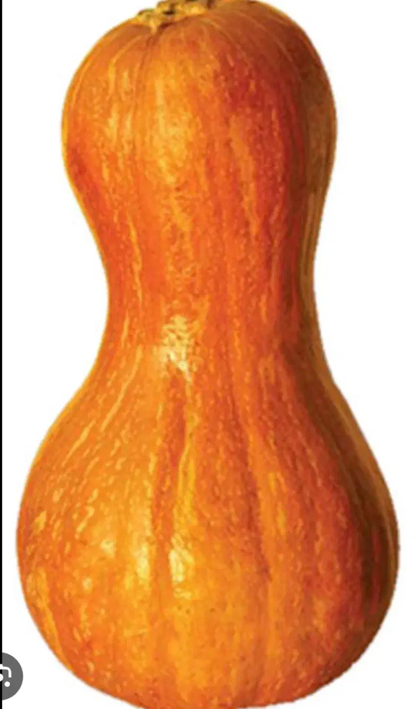 کدو حلوایی|خوردنی و آشامیدنی|فریمان, |دیوار