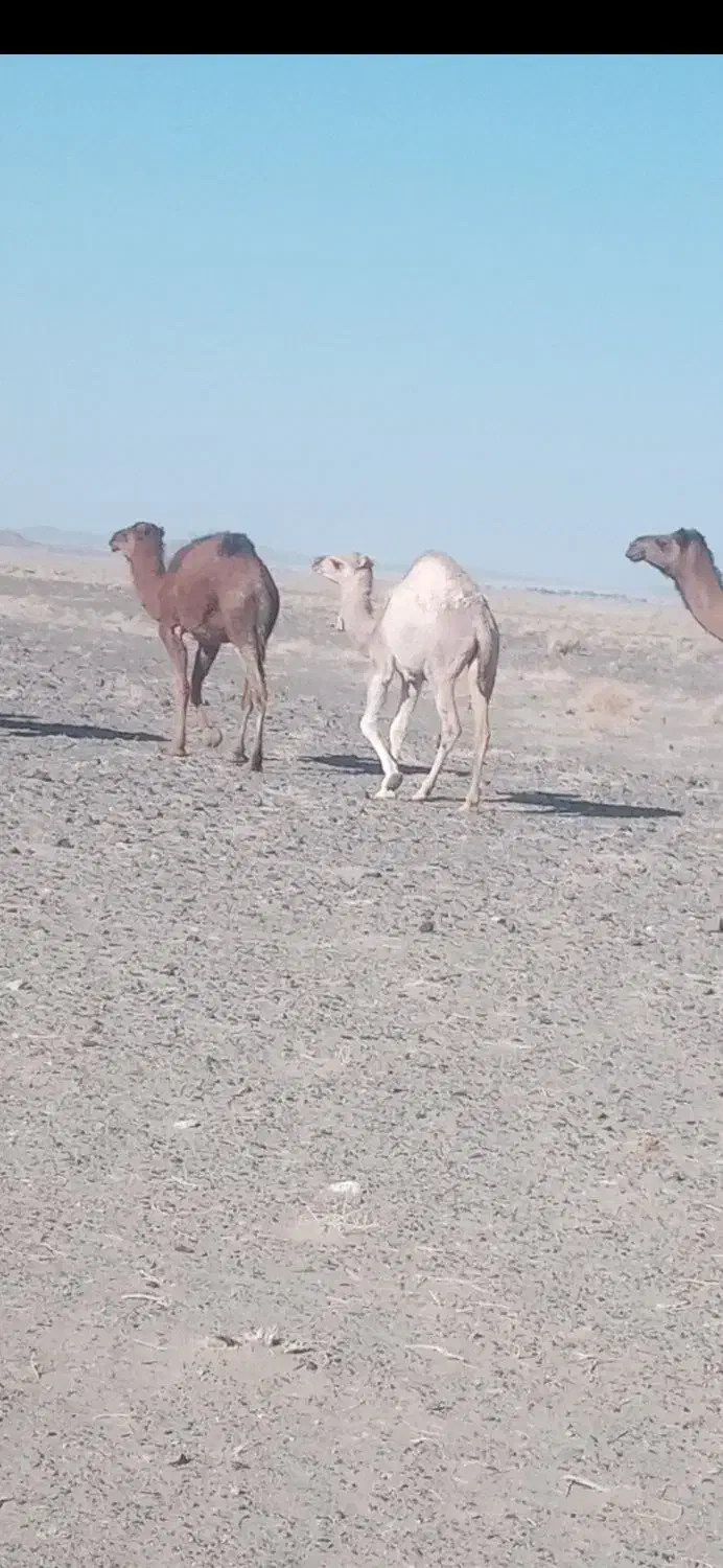 حیوانات مزرعه|حیوانات مزرعه|خوسف, |دیوار