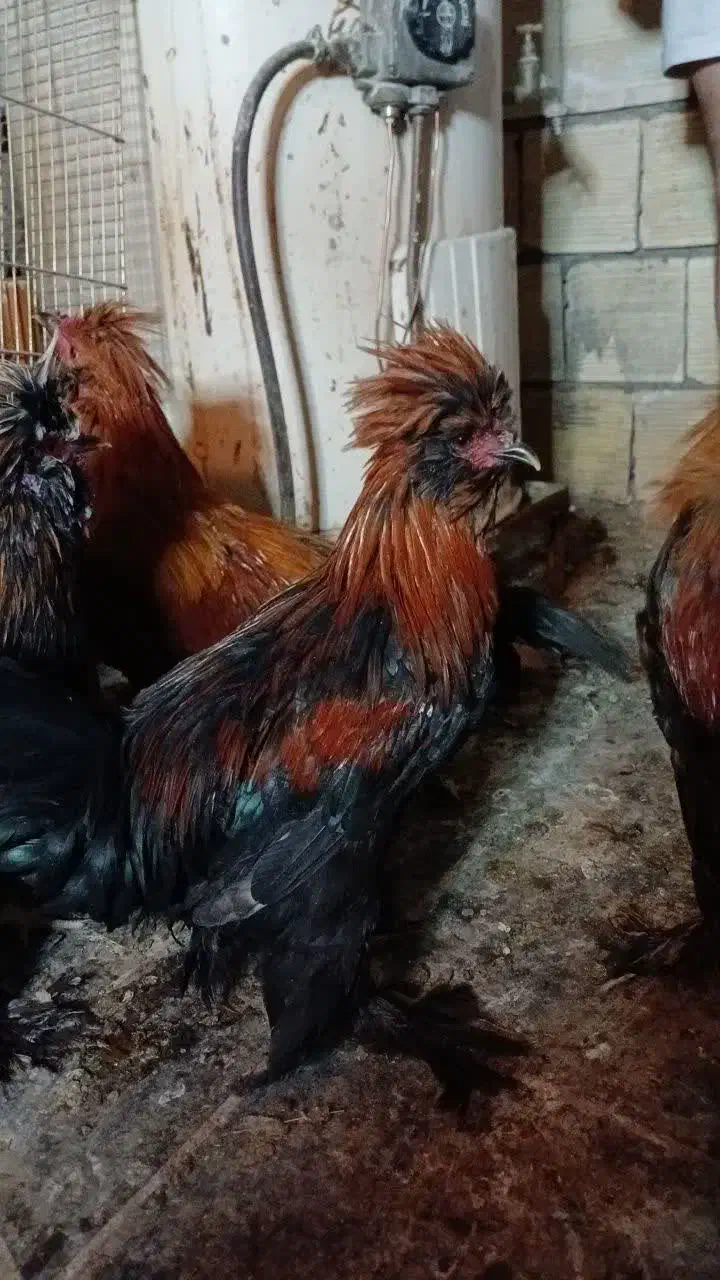 خروس سلطان|حیوانات مزرعه|قم, شهر قائم|دیوار