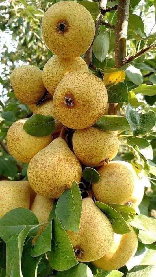 فروش انواع نهال میوه لیبلدار|خدمات باغبانی و درختکاری|شهریار, شهرک شاهد|دیوار