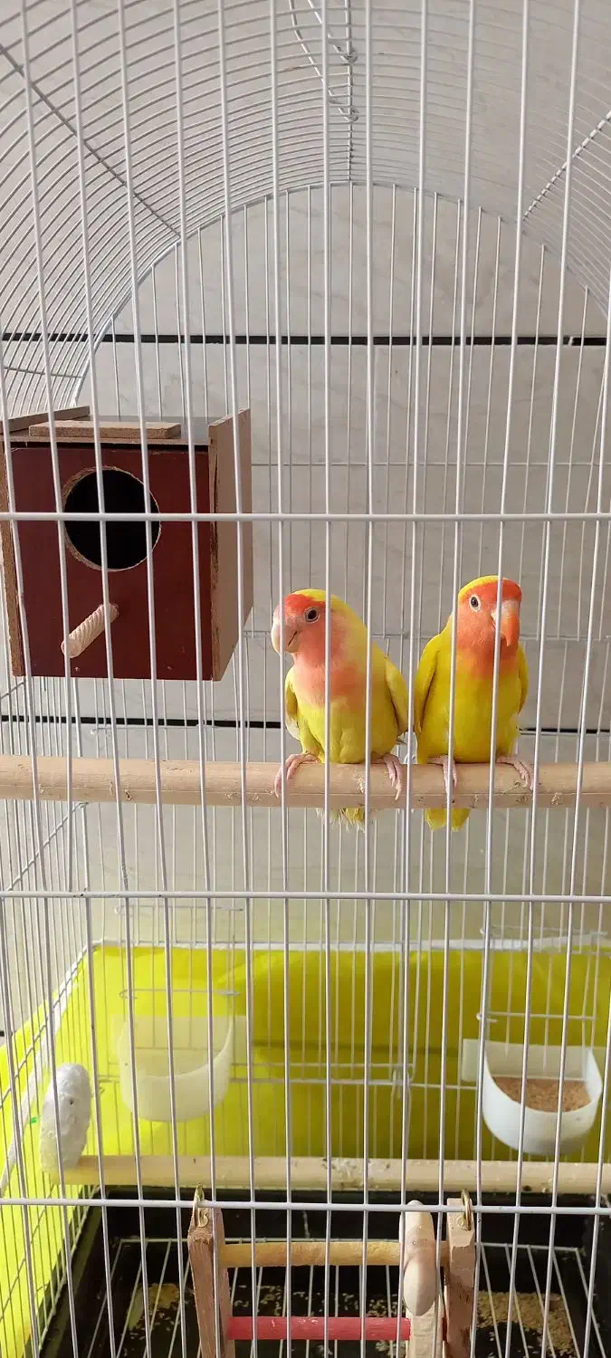 کوتوله زرد صورت هلویی|پرنده|خمینی‌شهر, |دیوار